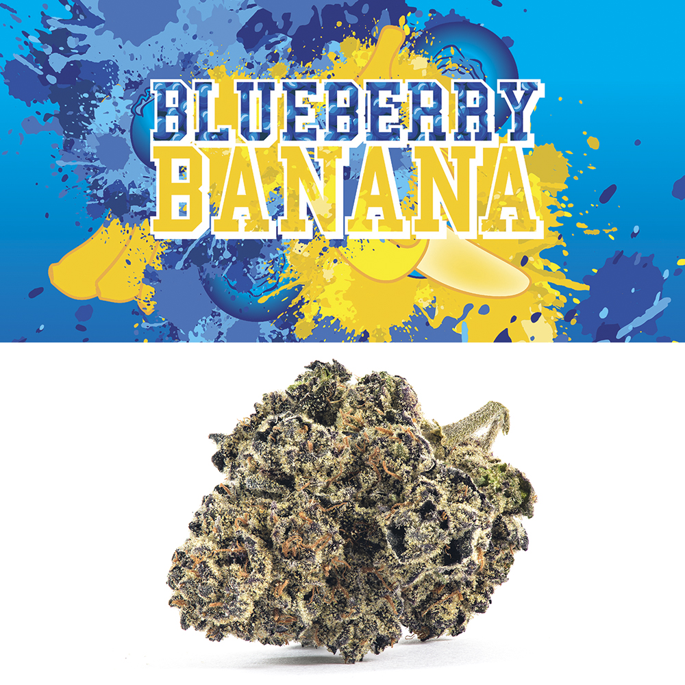 Buy Blueberry Banana Strain | Blueberry Banana Strain Cookies | Blueberry Banana by Cookies | Cannovative Labs