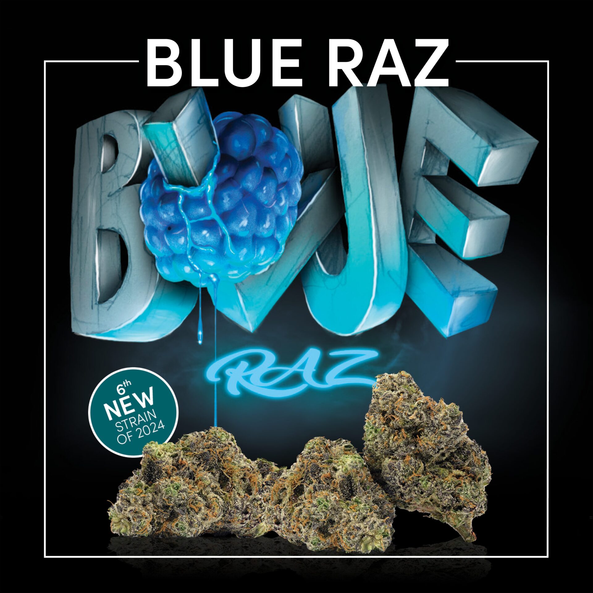 Buy Blue Razz Cookies Strain | Buy Cookies Blue Raz Strain | Blue Raspberry Strain | Blue Razz by Cookies | Cannovative Labs