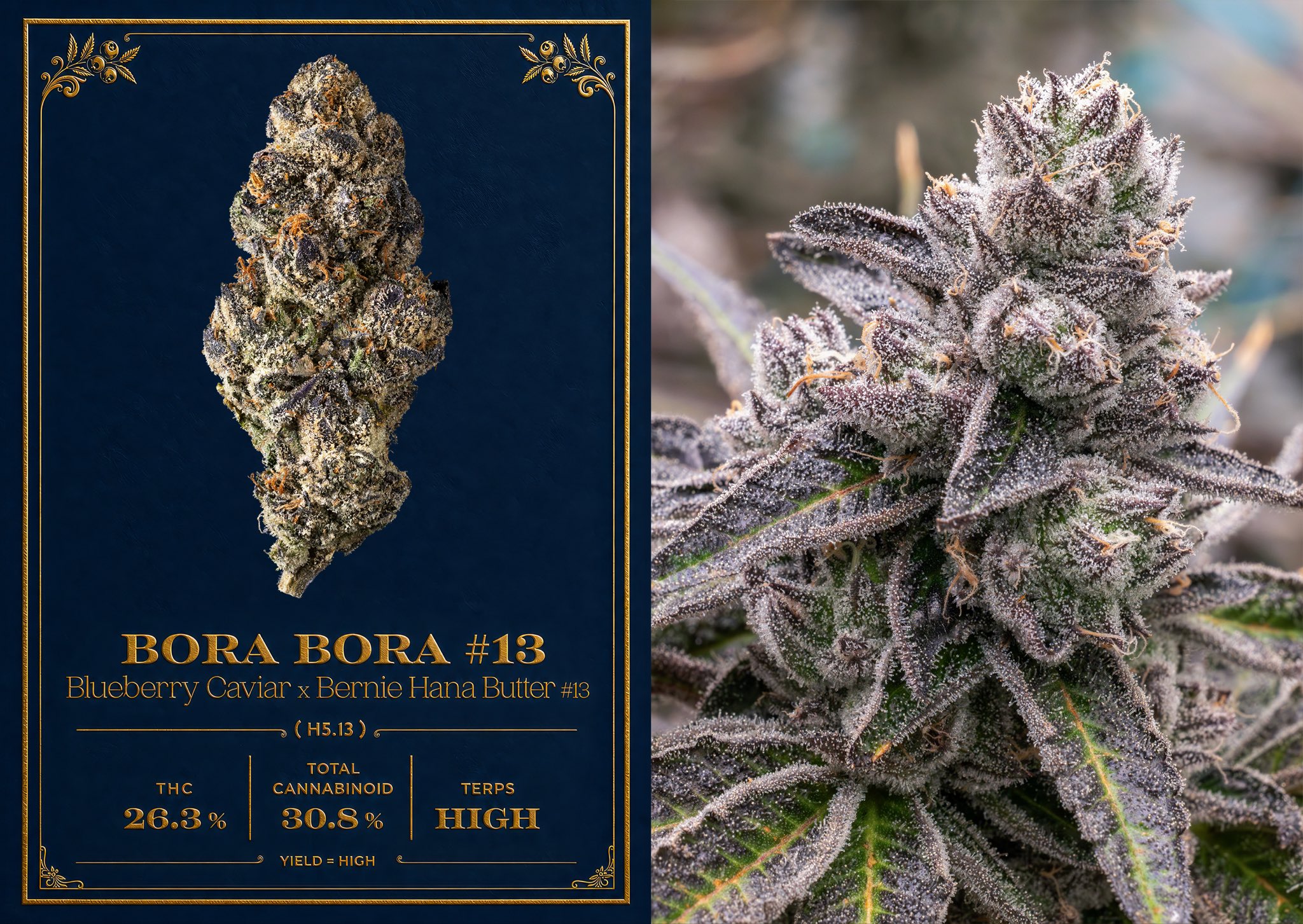 Buy Bora Bora #13 Strain | Bora Bora #13 Weed | Bora Bora #13 Weed Strain | Cookies Bora Bora #13 Weed | Bora Bora #13 Cookies Strain | Cannovative Labs
