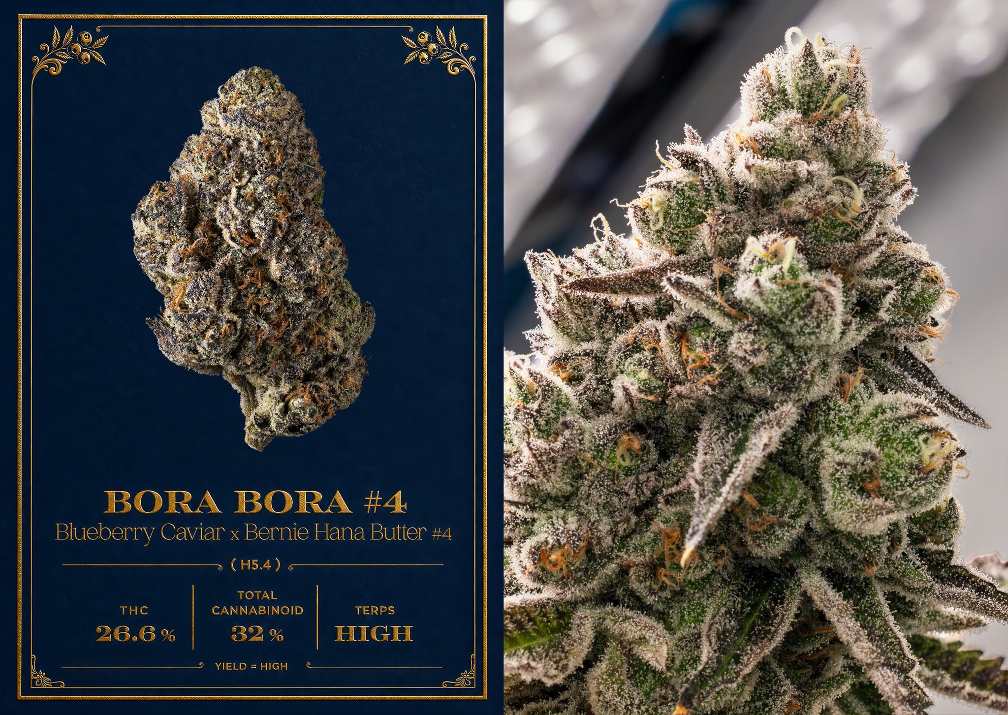 Buy Bora Bora #4 Cookies Strain | Cookies Bora Bora #4 Strain | Bora Bora #4 Strain | Bora Bora #4 Weed | Bora Bora #4 Weed Strain | Cookies Bora Bora #4 Weed | Bora Bora #4 Weed | Cannovative Labs
