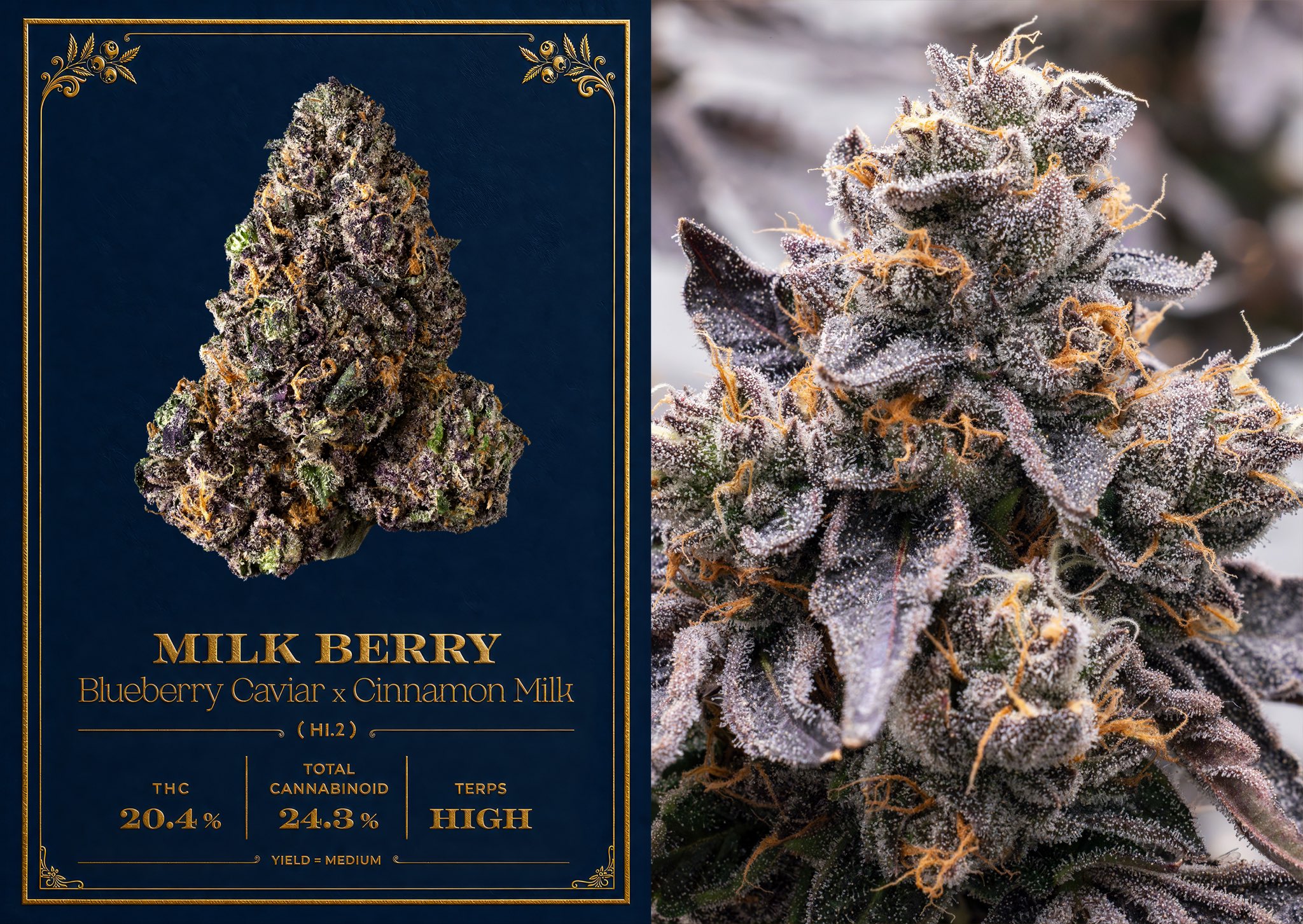 Buy Milk Berry Cookies Strain | Cookies Milk Berry Strain | Milk Berry Weed Strain | Milk Berry Strain | Milk Berry Strain Cookies | Milk Berry Strain by Cookies