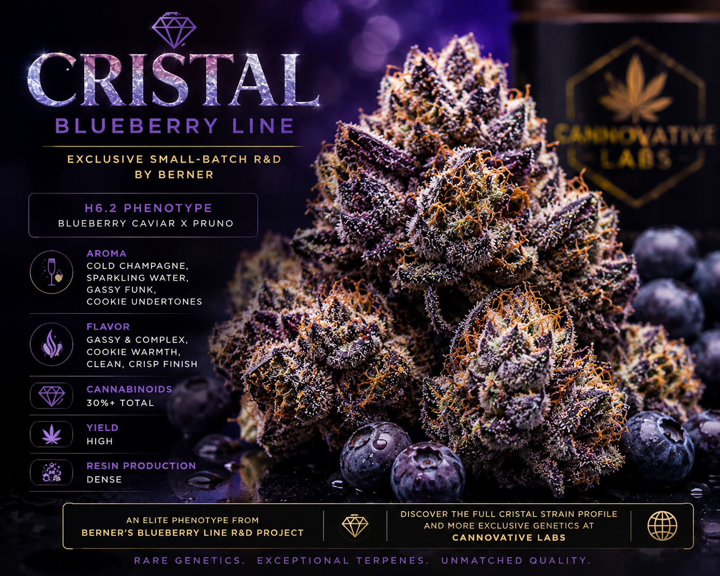 Buy Cristal Strain Blueberry Line | Cookies Cristal Strain Blueberry Line | Krystal Strain Blueberry Line | Crystal Strain | Krystal Strain | Cannovative Labs